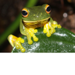 Frog CuIt