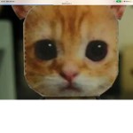 El gato cat is so cool
