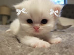 kitty cats :33