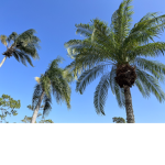 Palm tree are the best