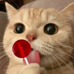 Cute Cat Clothing