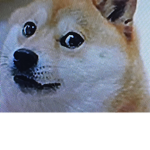 Doges United ;