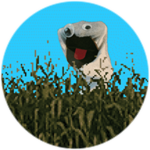 Corn Maze