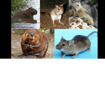 Rodent Pals