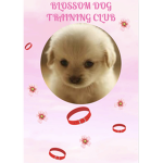 Blossom Dog Training Club