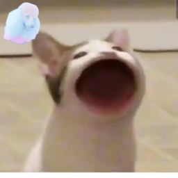 RIDE TACO POP CAT TO INFINITY