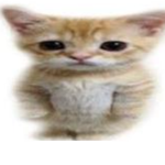 TGDG