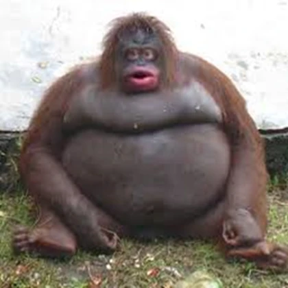 the monkey army. Roblox group icon
