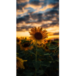Sunflower Army! :)