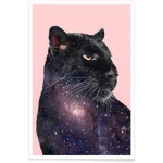 Black Panthers Secret