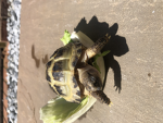 Turtle group 12