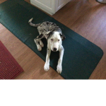 Roger is the best puppy
