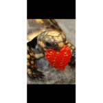 Turtle paradise!