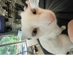 PupperLove