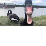 MrGlebRBX Group