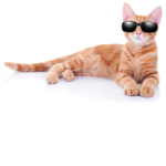 Meow Studio