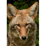 CoyoteSlicer trade group