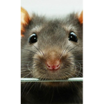 Praise rats