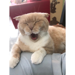有感粉團