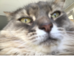 LillyCat