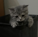 Shmü