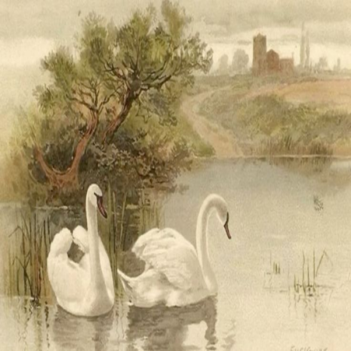 Swan Landscape Scenery Roblox decal