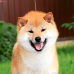 The Kingdom of the Doges