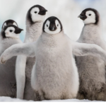 Da Penguin Group.