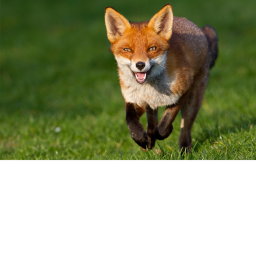 Fox Obby