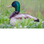 silly goose club <3