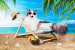 catsarereallycoollikeme