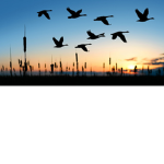 The flying birbs