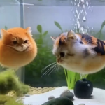 fish gud