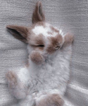 The bunny crew 2