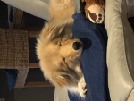 DogDOGE