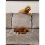 Moochi and Nana Team