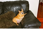 Chunky Chihuahuas