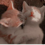 The Cat Group!~
