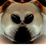 Pugs for life. We love pugs