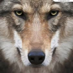 Wolf/cub pack