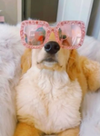 Preppy dog pals