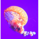 Super jelly devs