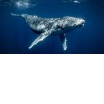 Whales's Company