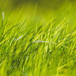 Touch Grass