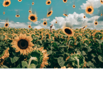 !little sunflowers!