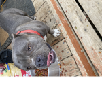 Doggy c: gang