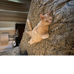 _*cat candy*_