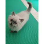 My pet Oreo the cat