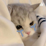 ~Sad kitten~