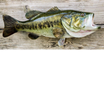 FISHY FISHY12